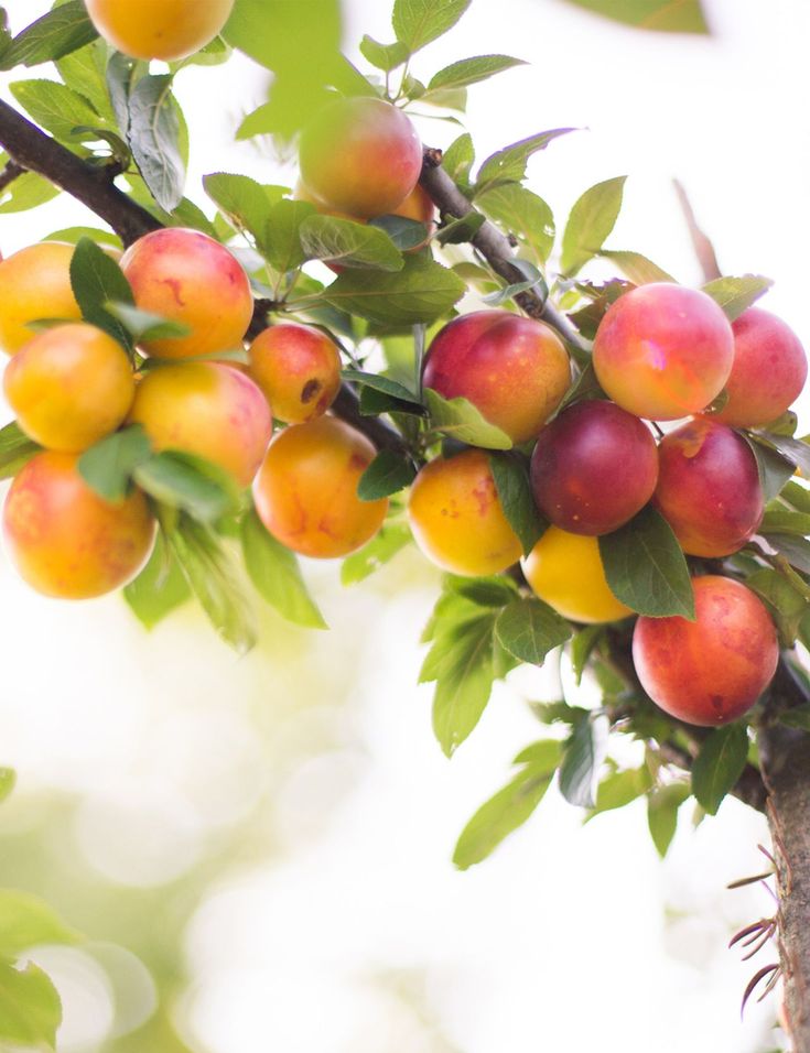 Prune Mirabelle française