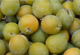 Prune Reine Claude française
