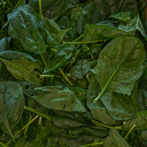 Salade Épinard