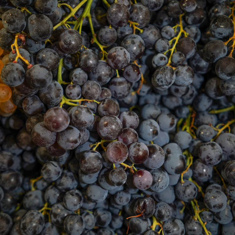 Raisin Noir Muscat (AOP)