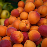 Abricot pour confiture