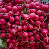 Radis rouge (cerise)