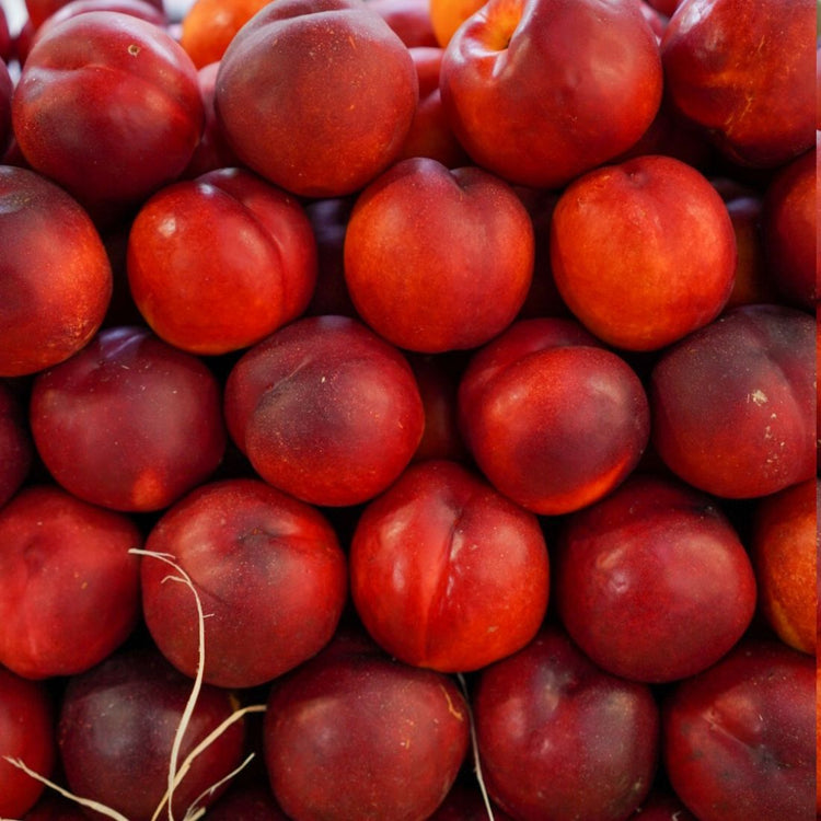 Nectarine Blanche (Brugnon)