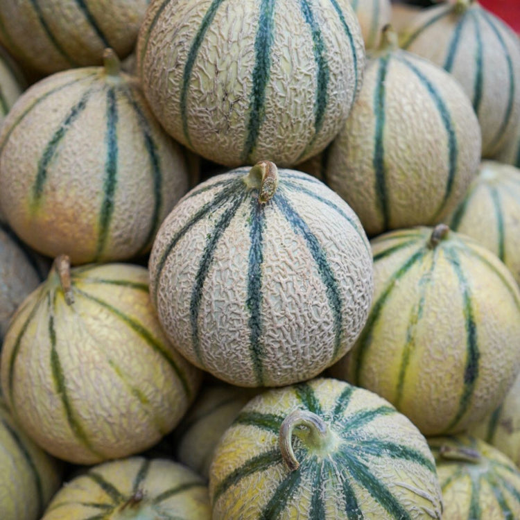 Melon Charentais de Espagne