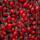 Tomate Cerise