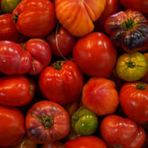 Tomate Cœur de Bœuf Pleine Terre Mélangé 🍅