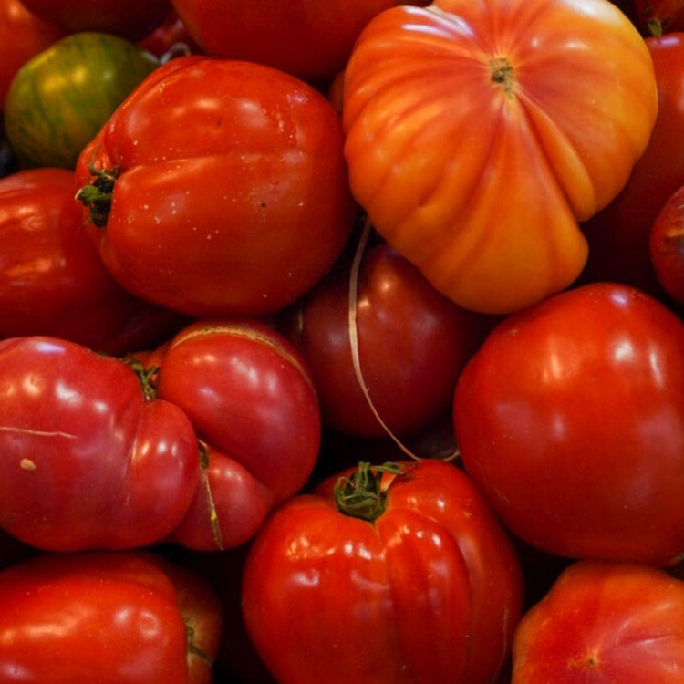 Tomate Cœur de bœuf Rouge 🍅