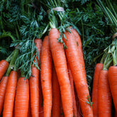Botte de Carotte 🥕