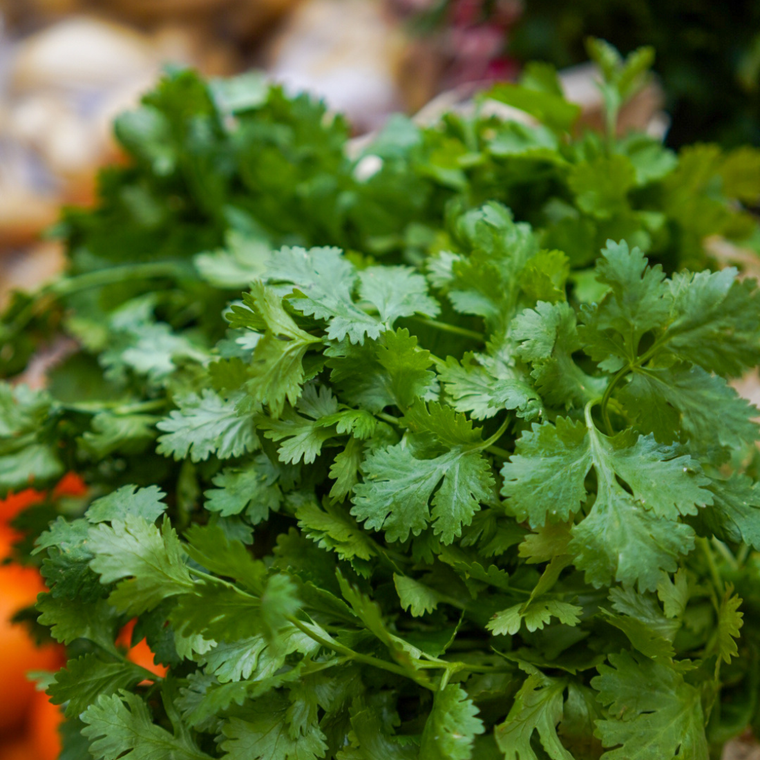 Herbes aromatiques