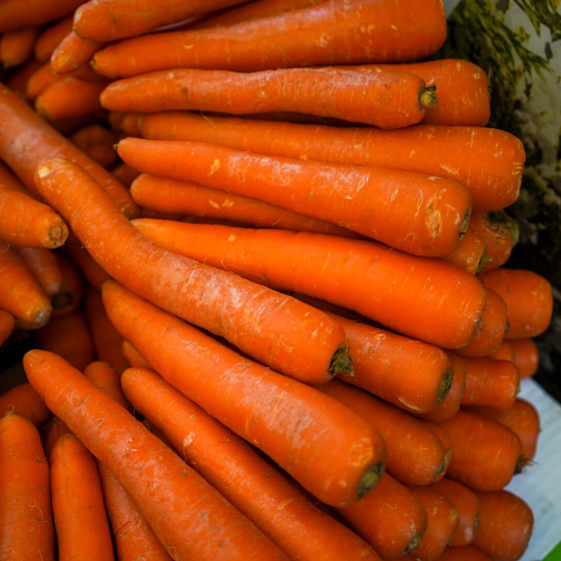 Carottes, Beteraves et Fenouils