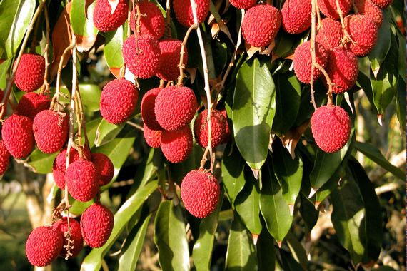 Litchi de la Réunion