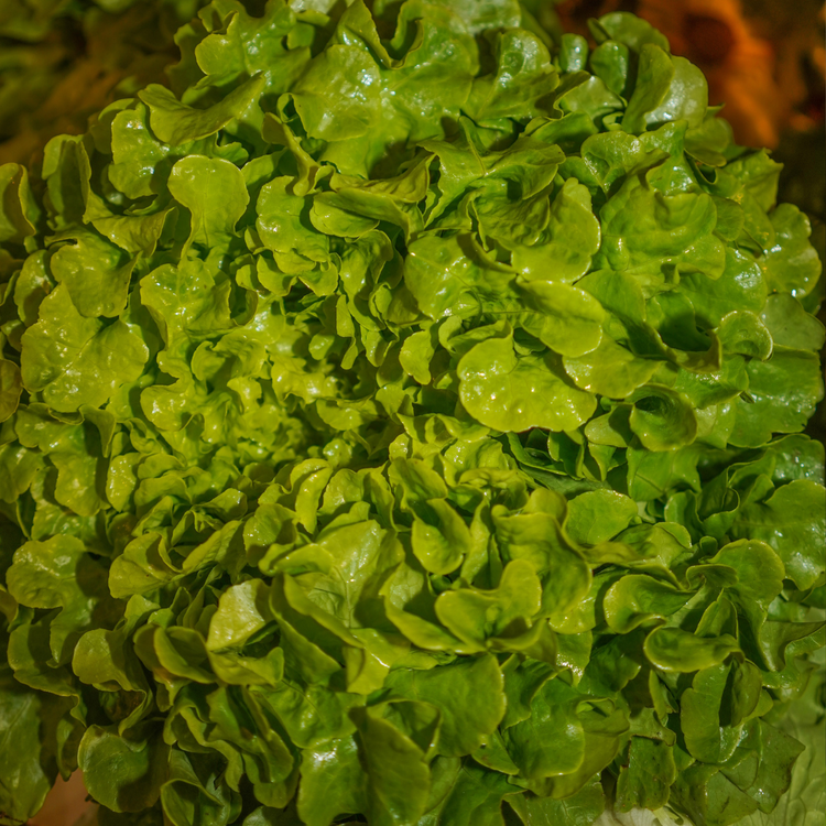 Salade Feuille de chêne verte