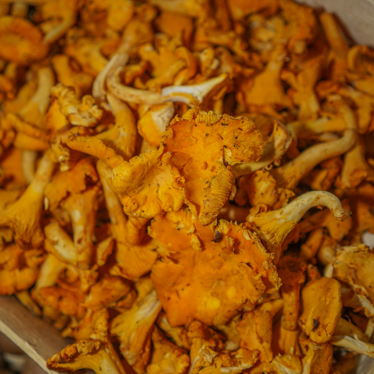 Champignon Girolle