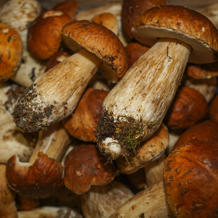 Champignon Cèpe