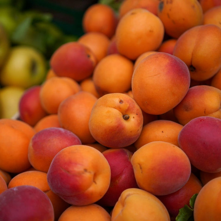 Abricot pour confiture