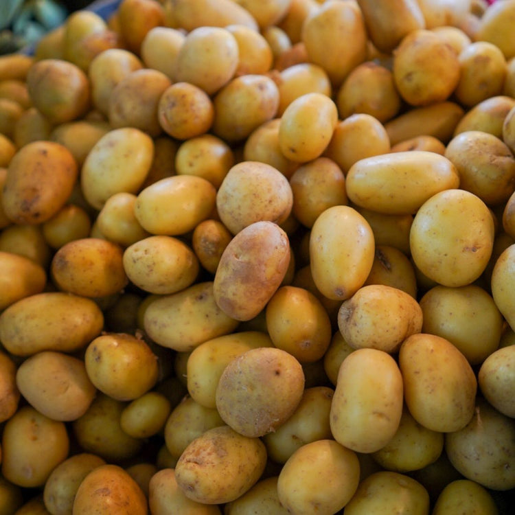 Pomme De Terre Nouvelle Bonnotte De NoirMoutier