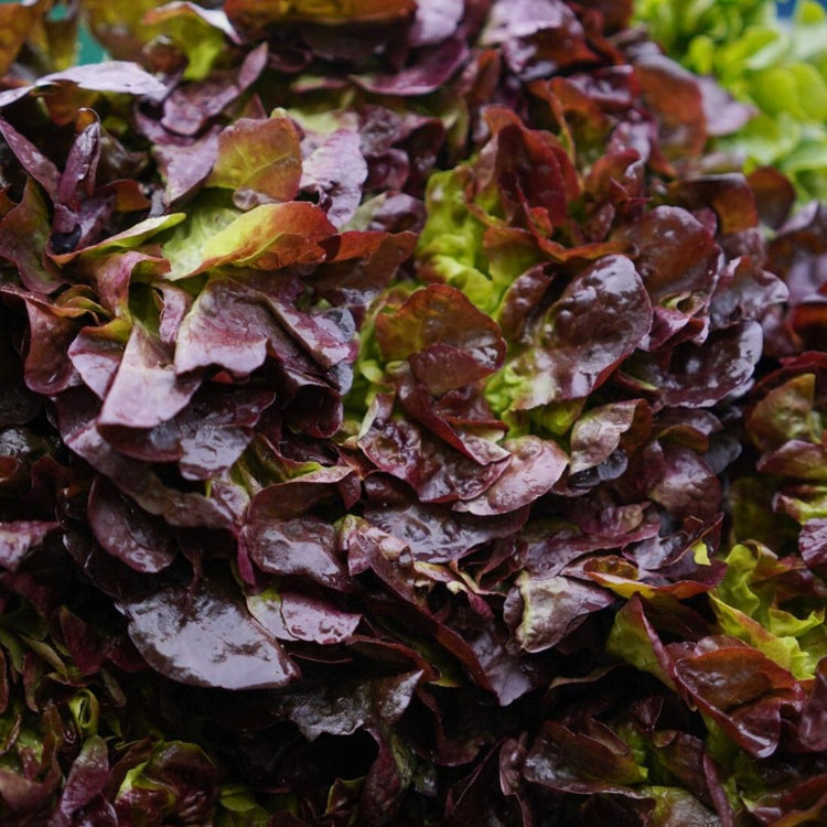 Salade Feuille de chêne rouge