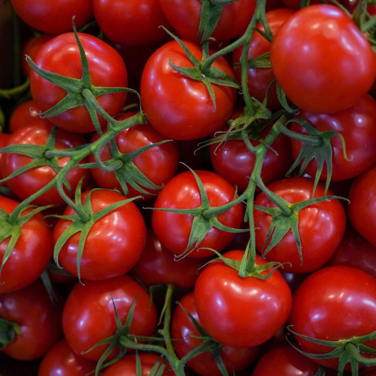 Tomate Grappe Bretonne 🍅