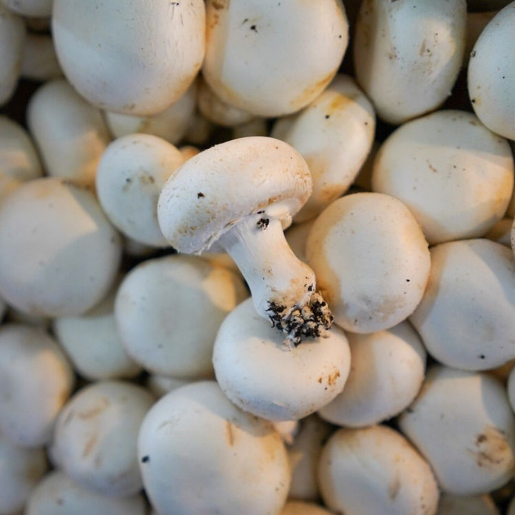 Champignon 🍄 Blanc de Paris