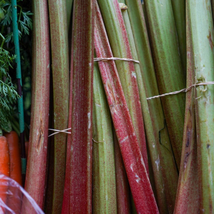 Rhubarbe